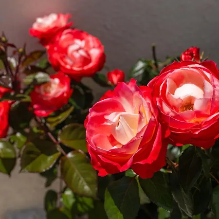 Marica Affittacamere